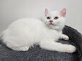 3 BKH Kater – geboren am 08.04.2025 – abgabebereit in 40227