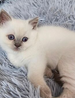 BKH Shorthair Blue Point kitten - Schwalmtal (Nordrhein-Westfalen)
