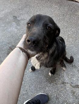 ANDREA, freundlich und verschmust - Marktleugast