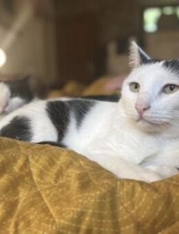 Horace, liebevoller Entdecker,1J 51429 - Vaterstetten