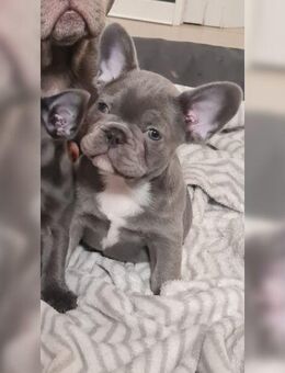 Französische Bulldoggenwelpen suchen ein liebevolles Zuhause. - Hamburg