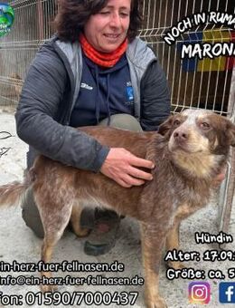 MARONA-neugierig, aufgeschlossen,sozial - Waakirchen