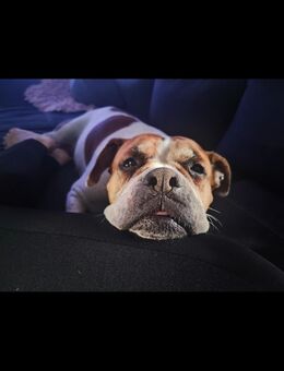 A. Bulldogge in Beste Hände zu geben - Ebersbach-Neugersdorf Neugersdorf