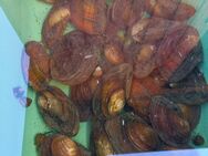 Teichmuscheln, Filtern grüne Schwebealgen aus dem Wasser - Hohenroth