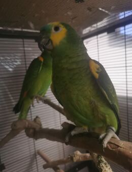 Blaustirnamazone Pärchen - Hamburg