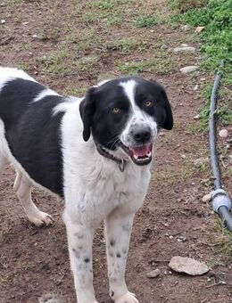 💖 Freundliche Lio 🐶 - Eislingen (Fils)