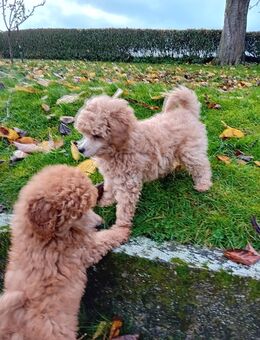 Zwergpudel Welpen abzugeben - Kassel