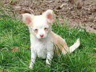 Wunderschöne Chihuahua Hündin Welpe - Bremerhaven