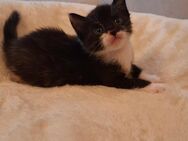 Kitten, Babykatzen, Kätzchen - Wesseling