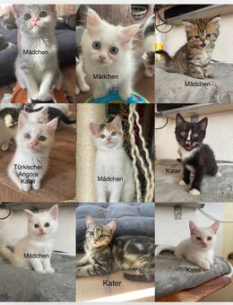 Kitten - Offenau