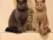 Zwei liebevolle Bkh Katzen suchen ein neues Zuhause - Troisdorf