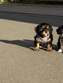 Hundewelpen - Hummelshain