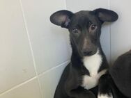 🐶Süßer Welpe DArtagnan💛 - Eislingen (Fils)