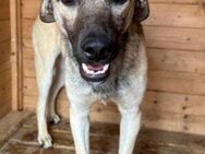 BRAN - hübscher, aufgeschlossener Bub! - Korschenbroich