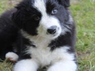 Traumhafte Australian Shepherd Welpen mit ASCA Papiere - Großenwörden