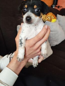 Immer die letzten- Pinscher-Mix-Welpen süße Racker suchen ein Zuhause✨ - Friedrichshafen