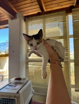 Lucie aus dem Tierschutz - Grevenbroich