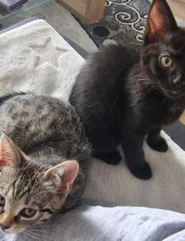 2 kleine Mädchen suchen zuhause - Neunkirchen (Saarland)