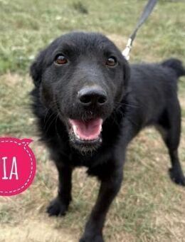 Pia ein absoluter Goldschatz - Flörsheim-Dalsheim