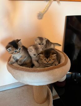 BKH Reinrassige Kitten.(Noch 4 Weibchen) - Ingolstadt