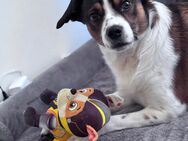 Lucky 4 Jahre Alt - Wuppertal