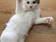 1 BKH-Mix Kitten (männlich) sucht liebevolles Zuhause 🐾 – ab Juli - Duisburg
