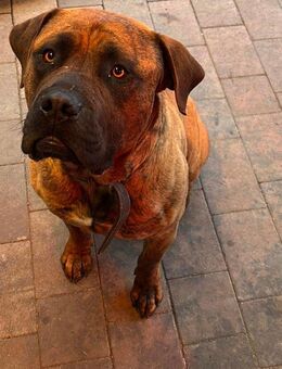 Bordeauxdogge Presa Canario Rüde - Sangerhausen