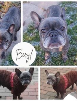 BERYL PP Bestager sucht ihre Familie - Neustadt (Rübenberge)