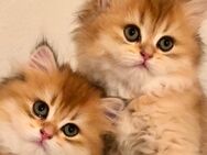 Britisch Langhaar BLH Kitten - Winterbach (Baden-Württemberg)