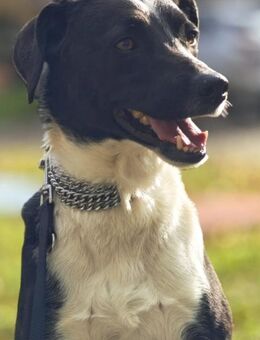 Lars sucht erfahrene Halter - Großefehn