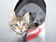 Europäische Kurzhaar Kitten EKH Babys Katzen Kater - Essen