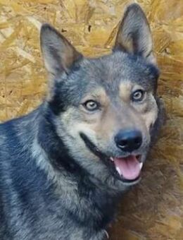 Jerry mit dem Stummelschwänzchen - Dreikirchen