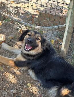 Verschmuste Cookie auf PS bei Augsburg - Köln