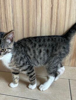Zahmer Kater abzugeben (Kitten) - Oelde