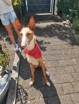 Xenon - Bildschöner Podenco - Heppenheim (Bergstraße)