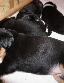 Appenzeller Sennenhundwelpen zu verkaufen - Herbrechtingen
