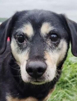 STANLEY sucht Geborgenheit - Gefrees
