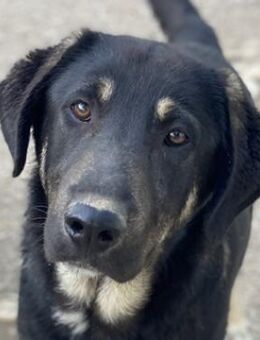 Neco, geb. ca. 11/2023, GRIECHENLAND - Markdorf