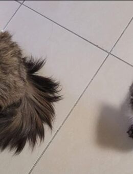 Maine Coon Junge - Allensbach