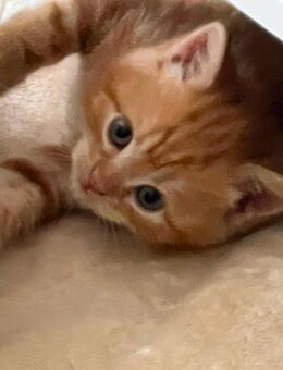 Main Coon Kitten 2 Jungs 1 Mädchen - Bielefeld
