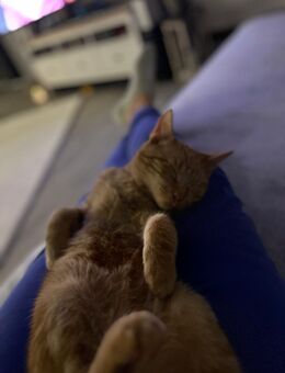 Verschmuster Kater sucht neues Zuhause - Pattensen