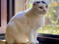 🆘 Notfall 🆘❤️❄️Sanfte Snowy❄️❤️ - Eislingen (Fils)