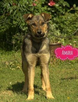 Amara eine zarte Mimose - Flörsheim-Dalsheim