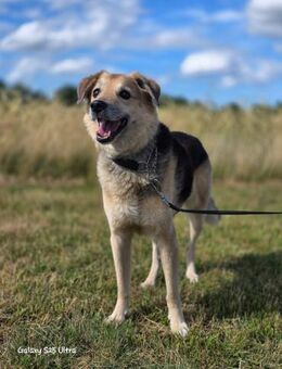 Karden Ein Gentleman - Salzwedel (Hansestadt) Zentrum