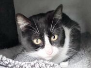 Freundlicher, anhänglicher Kater Maximo - Karlsruhe