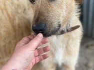 großer ODIN sucht großes Körbchen - München