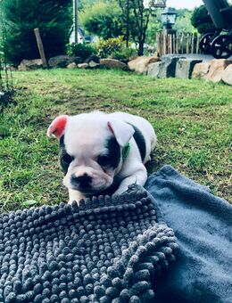 Welpen Französische Bulldogge Hündin Pied Blue - Neukirch (Lausitz)