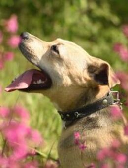 Luna❤️will mit Ihnen die Welt entdecken - Rott (Inn)