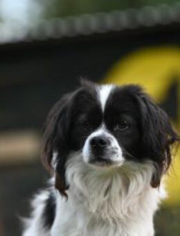 Gizmo - aufgeschlossener Pekinesenmix - Linden (Hessen)