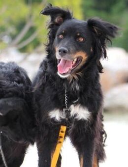 Dina 💗 sanfte und so liebe Hündin! - Hamburg